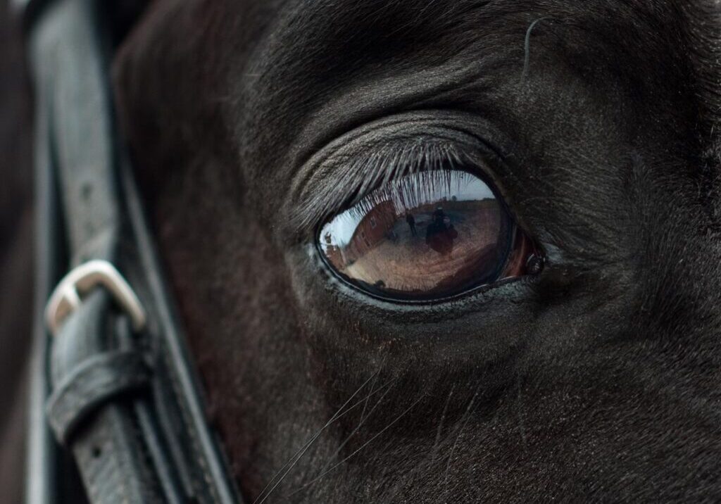 animal, horse, equine-2112196.jpg